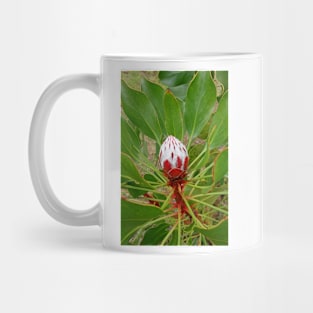 Lavender Farms Study 25 Mug